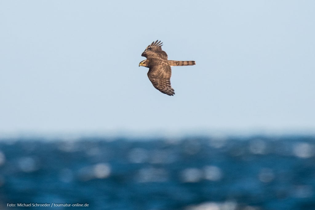 Über 1500 Sperber ...