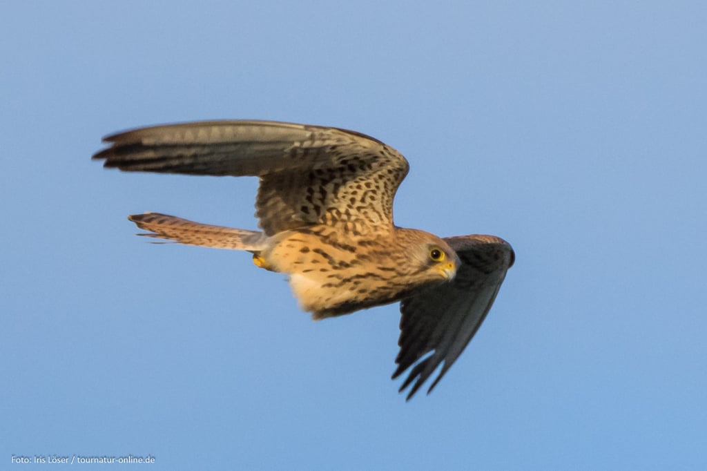 weiblicher Rotelfalke mit Brutfleck
