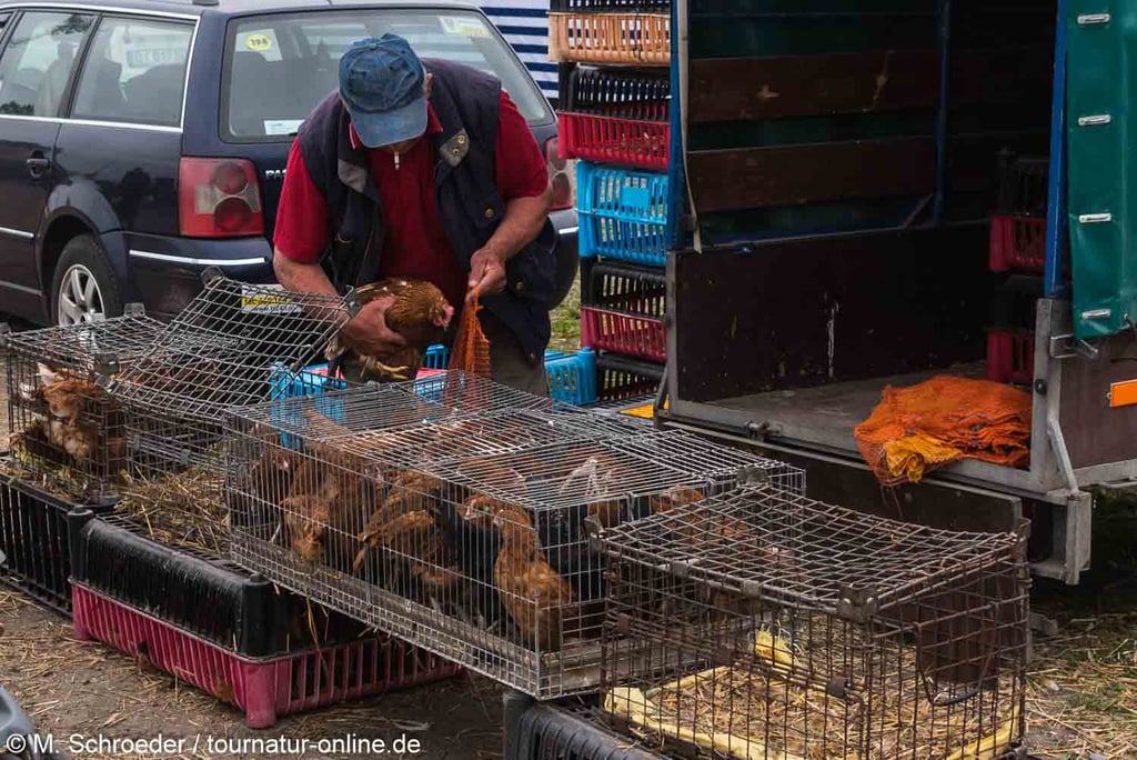 Lebende Hühner auf dem Markt von Sokoly