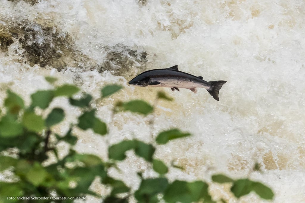 Springender Lachs am Shin-Fall