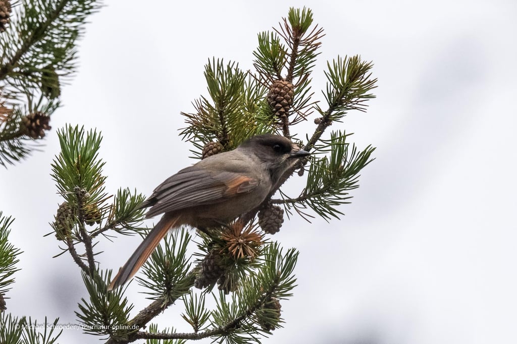 Der Unglückshäher ist ein sehr neugieriger Rabenvogel.