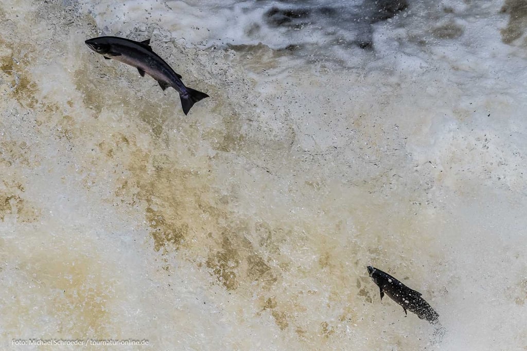 Springender Lachs am Shin-Fall