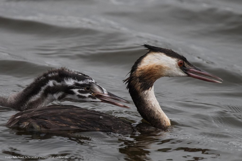 Haubentaucher bei der Fütterung