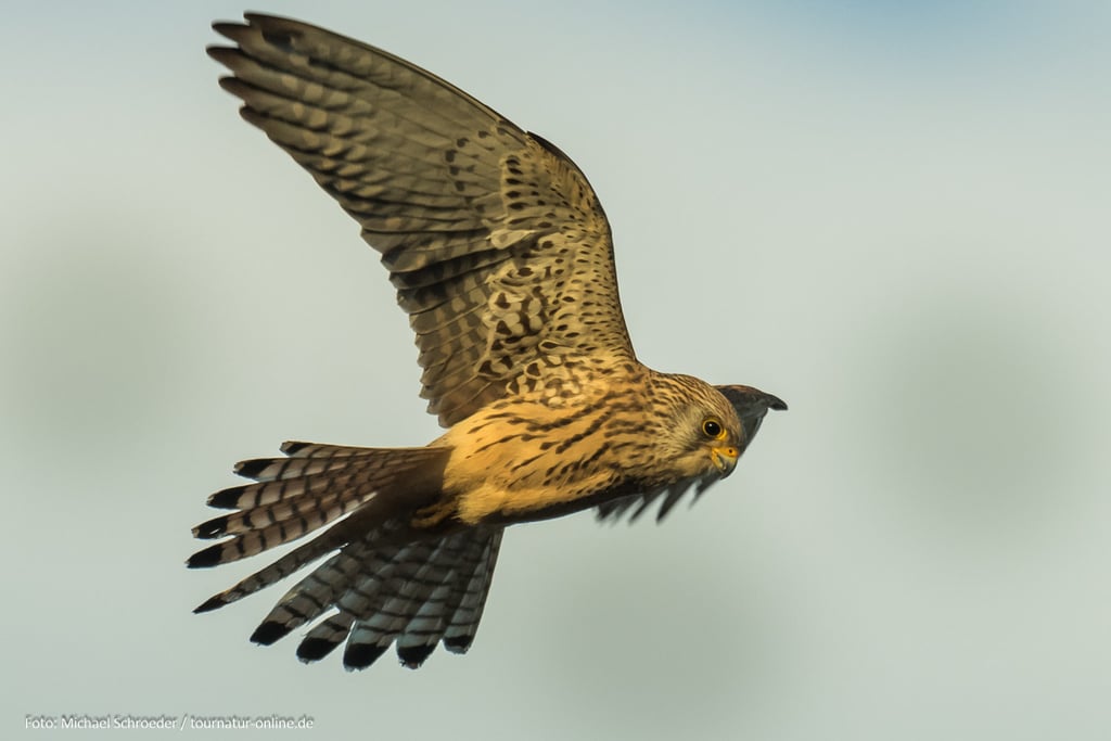 weiblicher Rötelfalke - rüttelnd