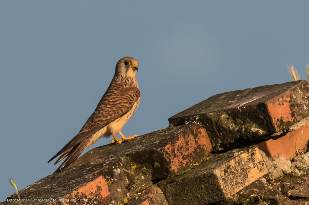 weiblicher Rötelfalke auf Hausdach 