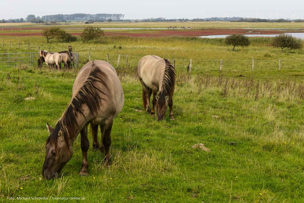 Konik-Pferde