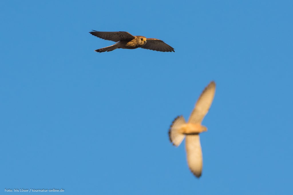 zwei Rötelfalken