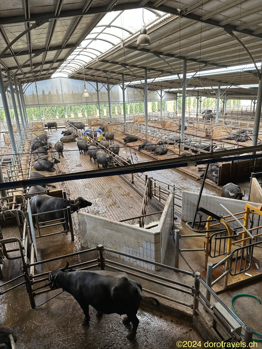 THE ANIMALS RETURN VOLUNTARILY TO THE MILKING MACHINES