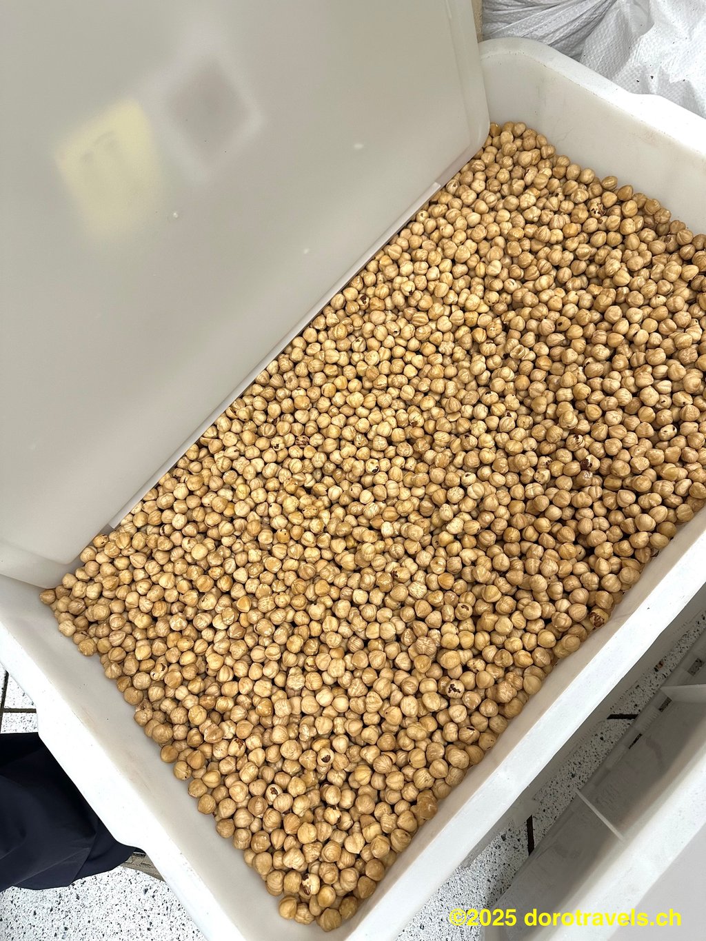 A BIN OF GOOD HAZELNUTS