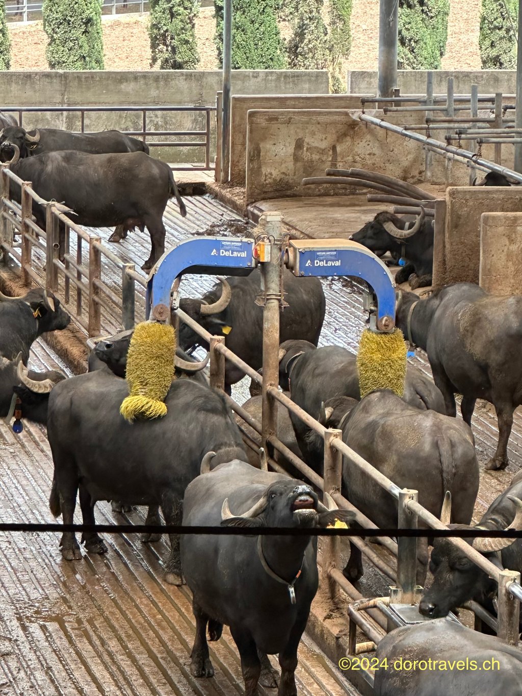 BUFFALO ARE MASSAGED WITH SPECIAL BRUSHES