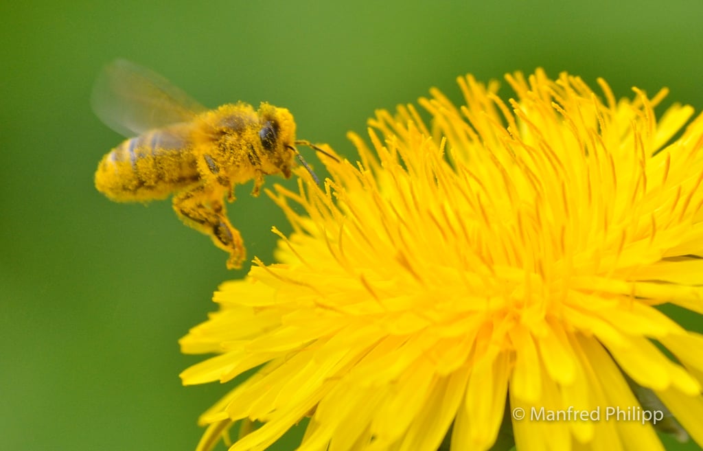 Biene voll Blütenstaub