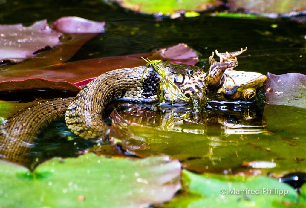 Ringelnatter mit einem Frosch als Beute