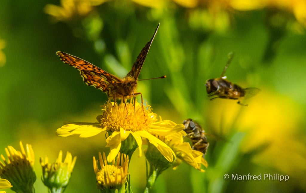 Schmetterling mit Insekten