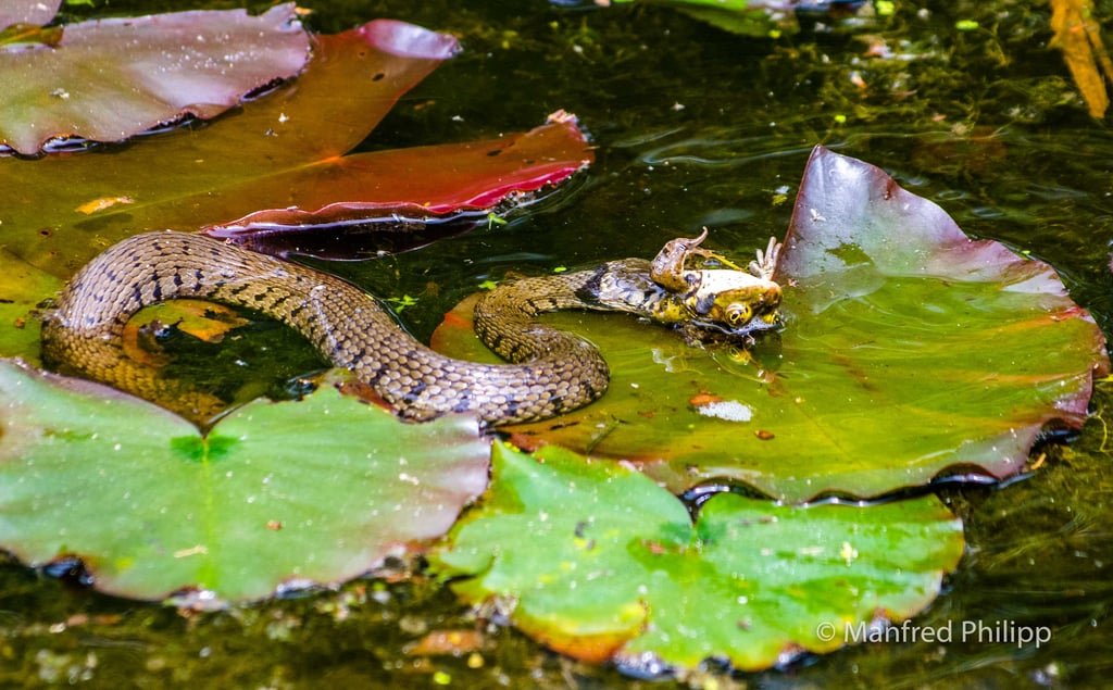Ringelnatter mit einem Frosch als Beute