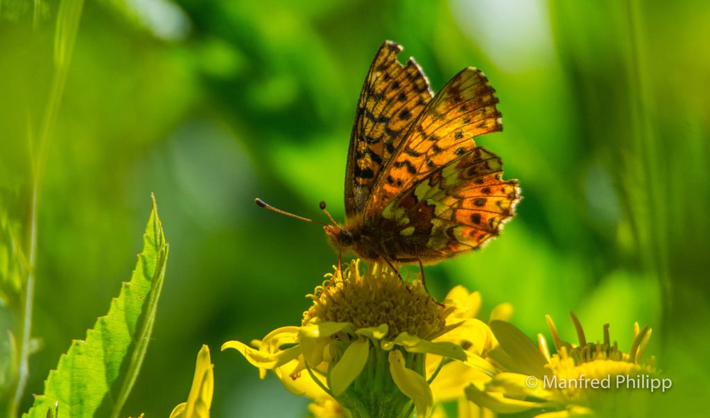 Hochmoor-Perlmuttfalter