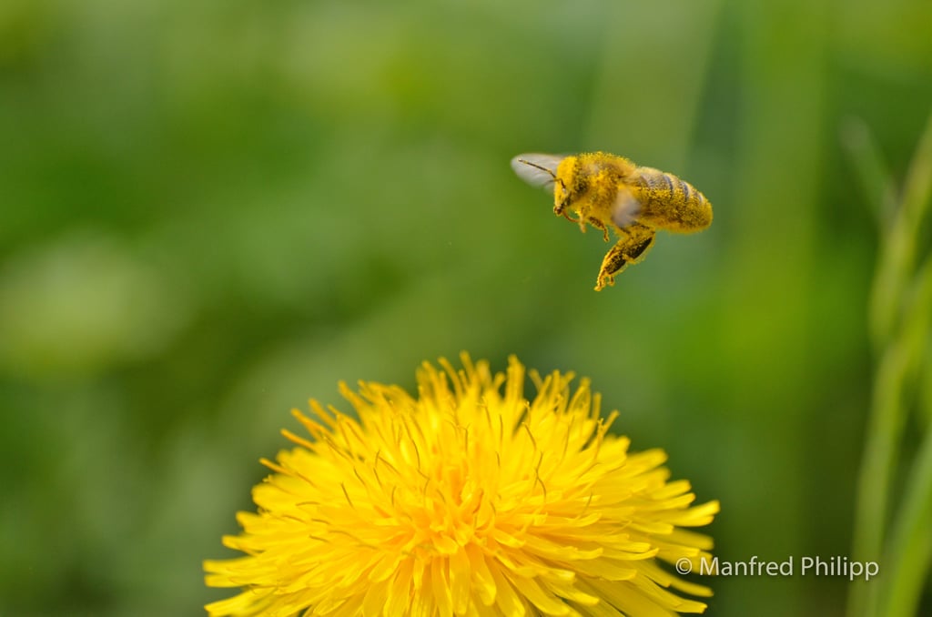 Biene mit Blütenstaub