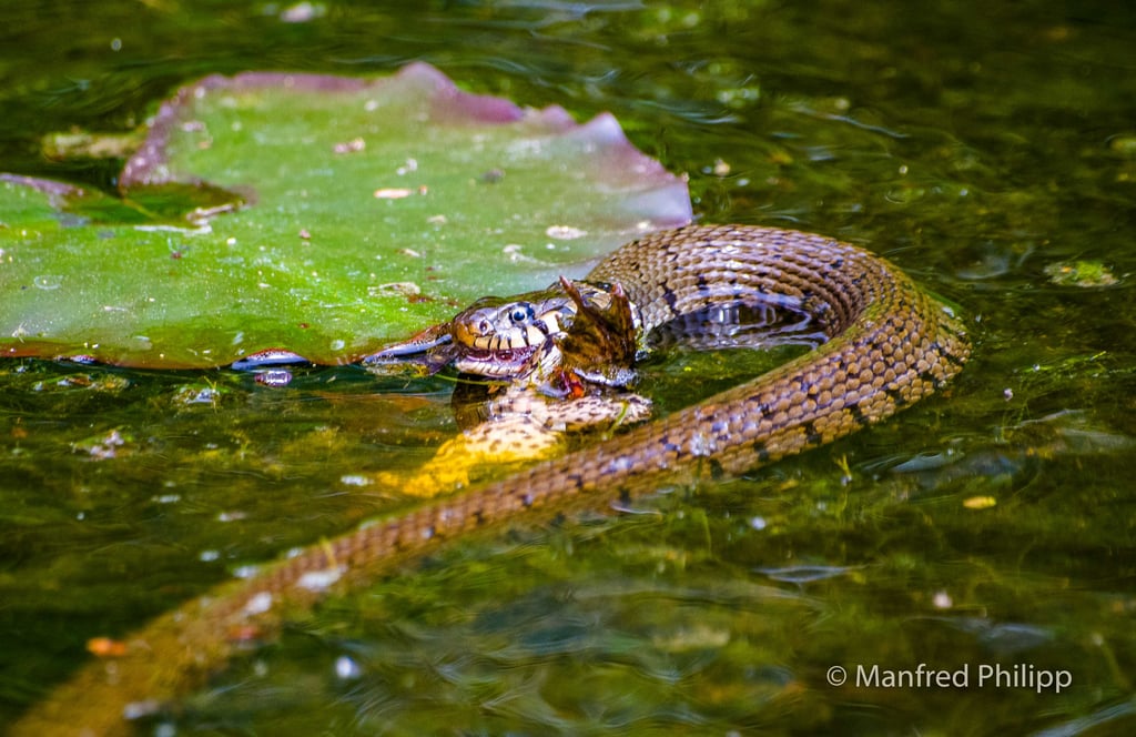 Ringelnatter mit einem Frosch als Beute