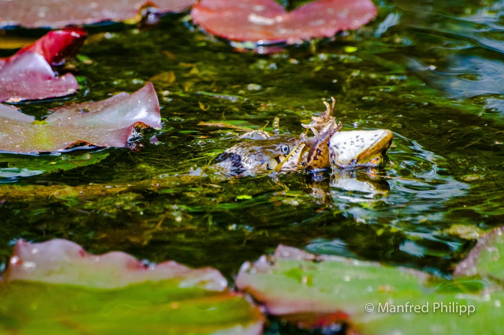 Ringelnatter mit einem Frosch als Beute