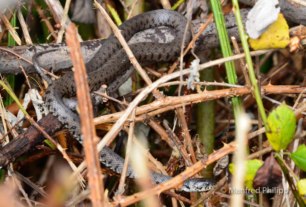 Ringelnatter im Unterholz