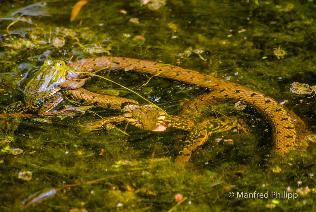 Ringelnatter im Kampf mit einem Frosch