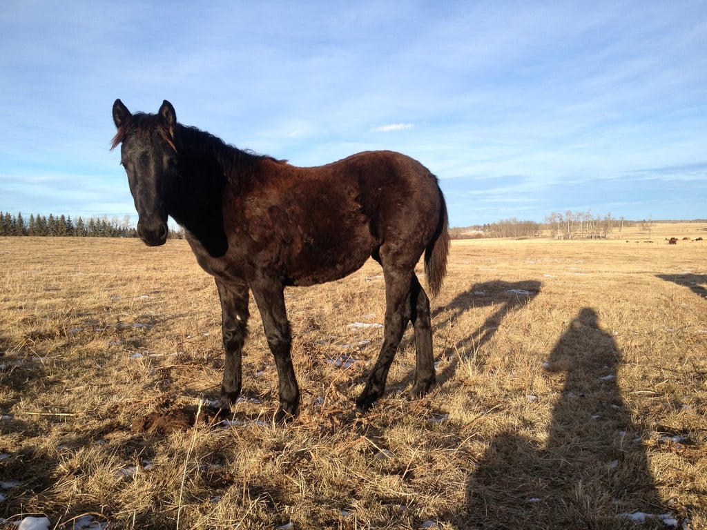 Blain Revelstoke Calypso
