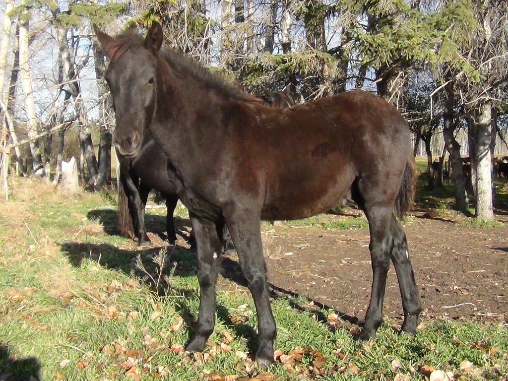 Blain Revelstoke Cantalope