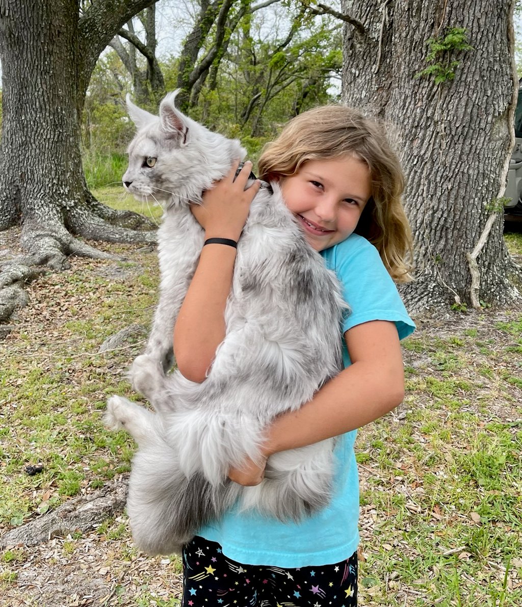 maine coon kittens for sale pa