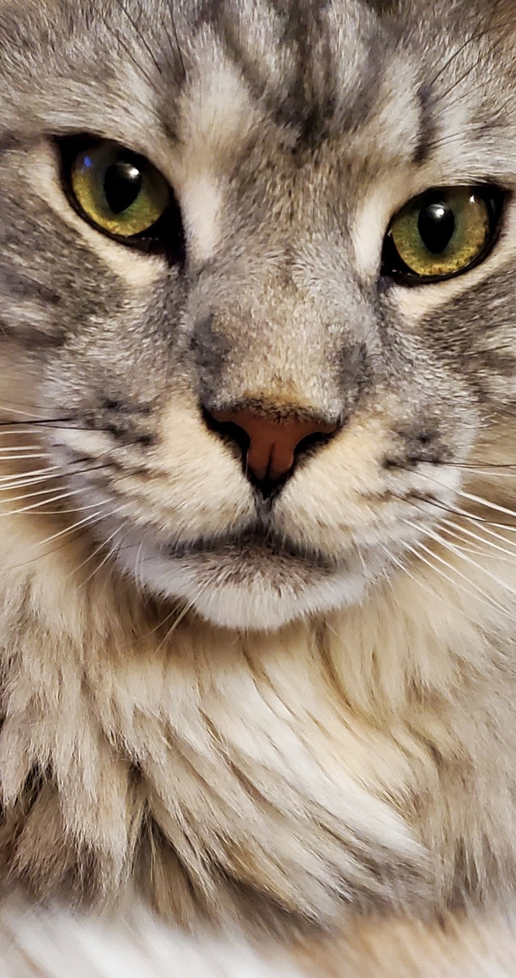 purchase maine coon cat