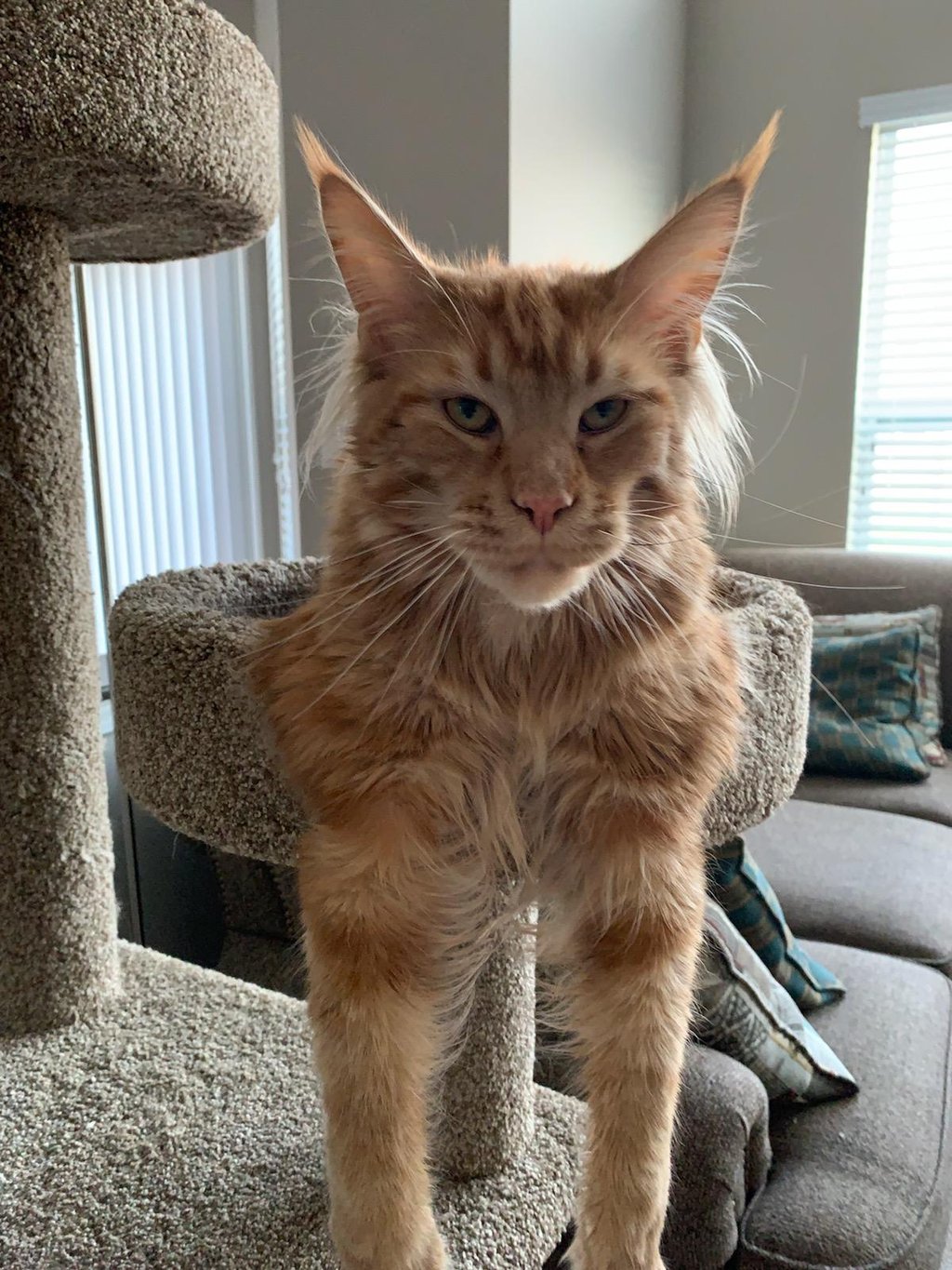 ginger maine coon