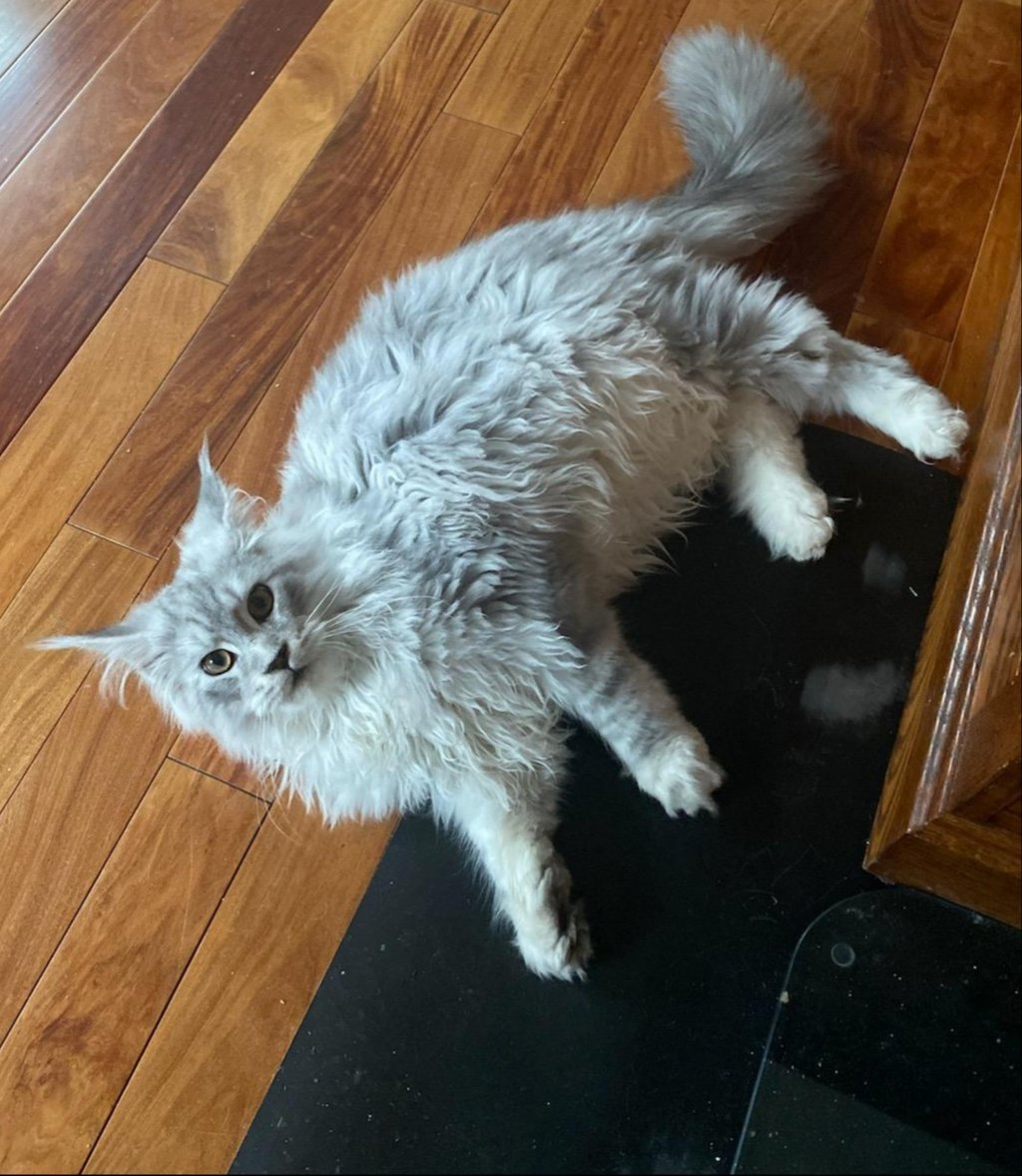 maine coon kittens for sale near me