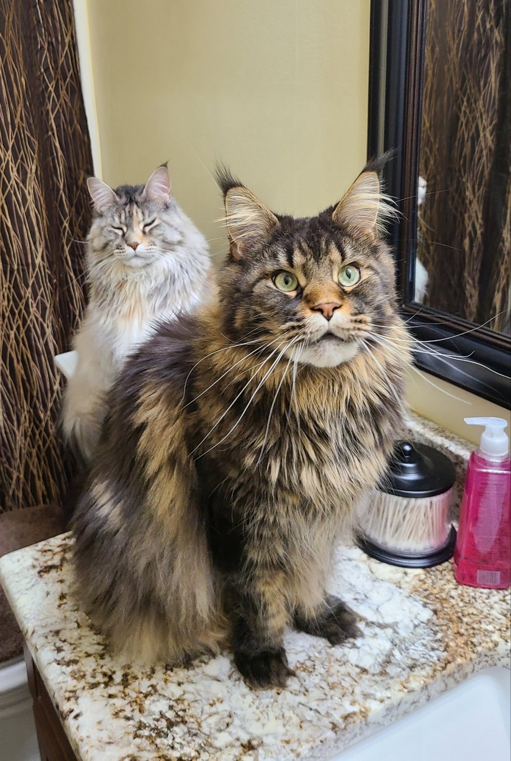 maine coon kittens for sale