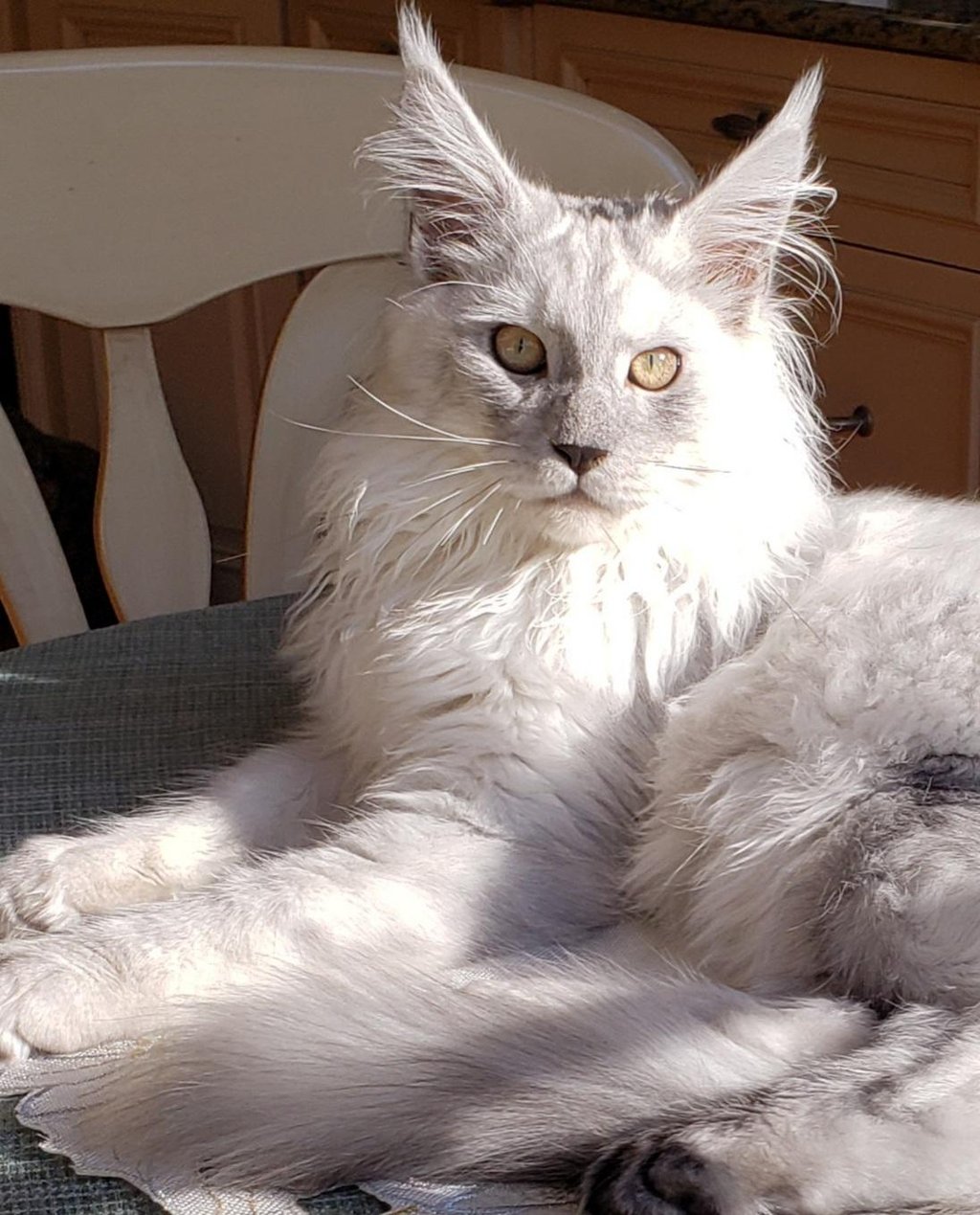 maine coon cats for sale