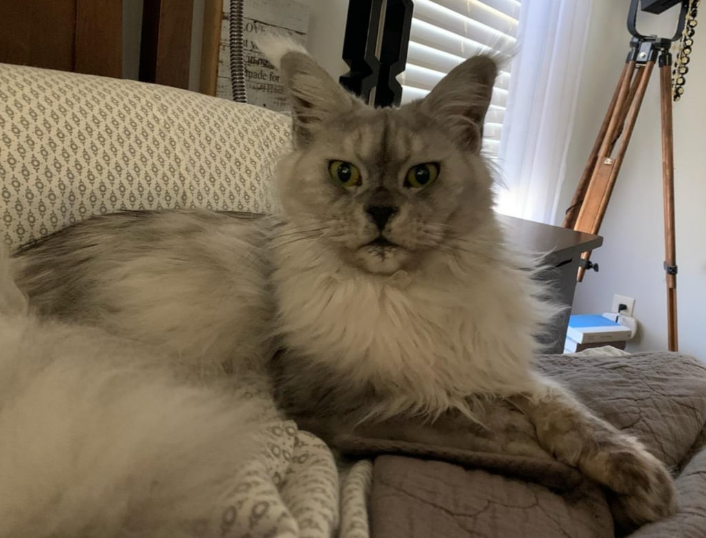 maine coon kittens for sale