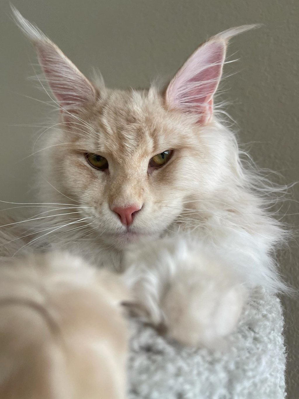 maine coon breeders near me