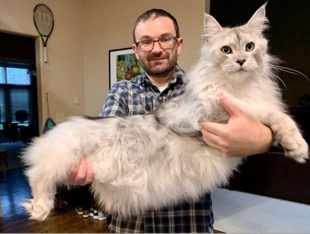 silver maine coon kitten - grey maine coon cat - maine coon kittens for sale