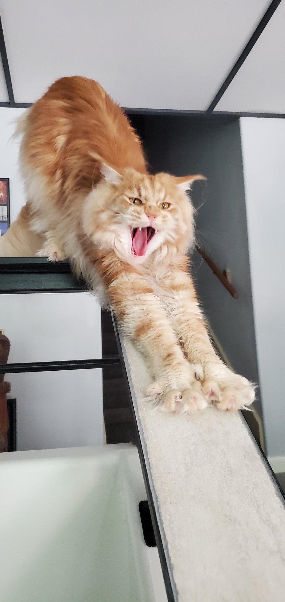 orange maine coon