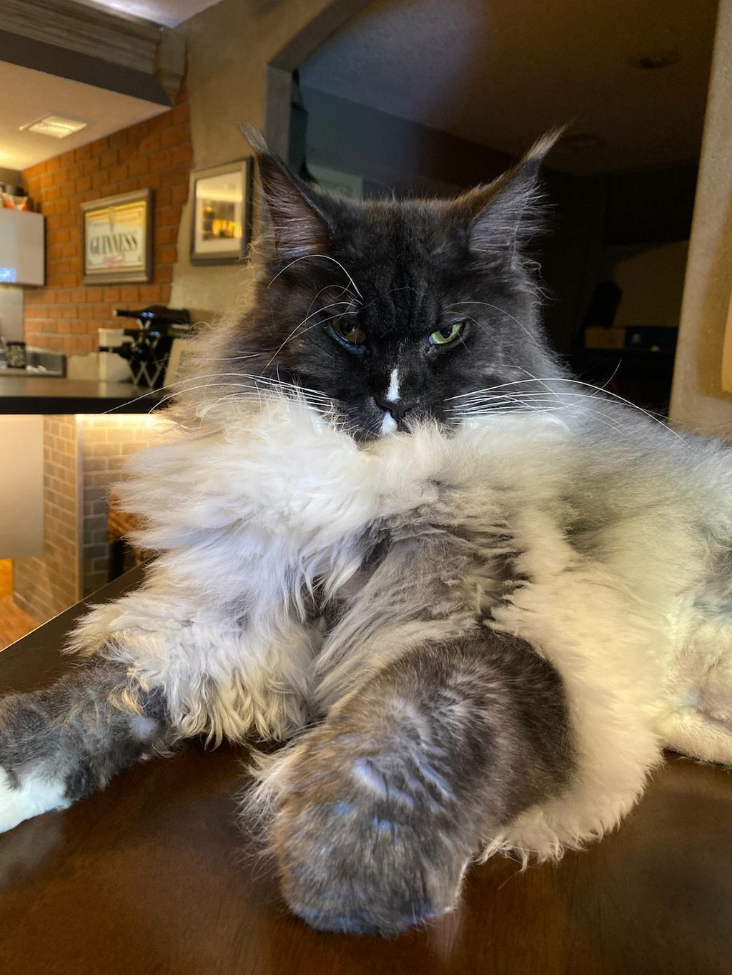 maine coon cats for sale near me