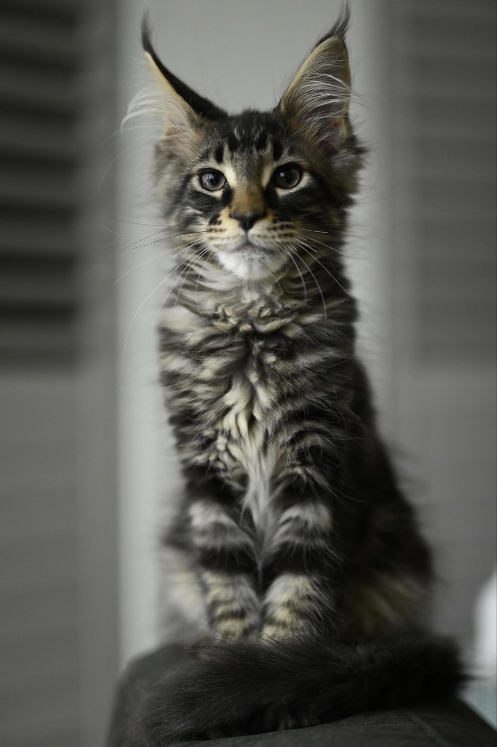 maine coon kittens online