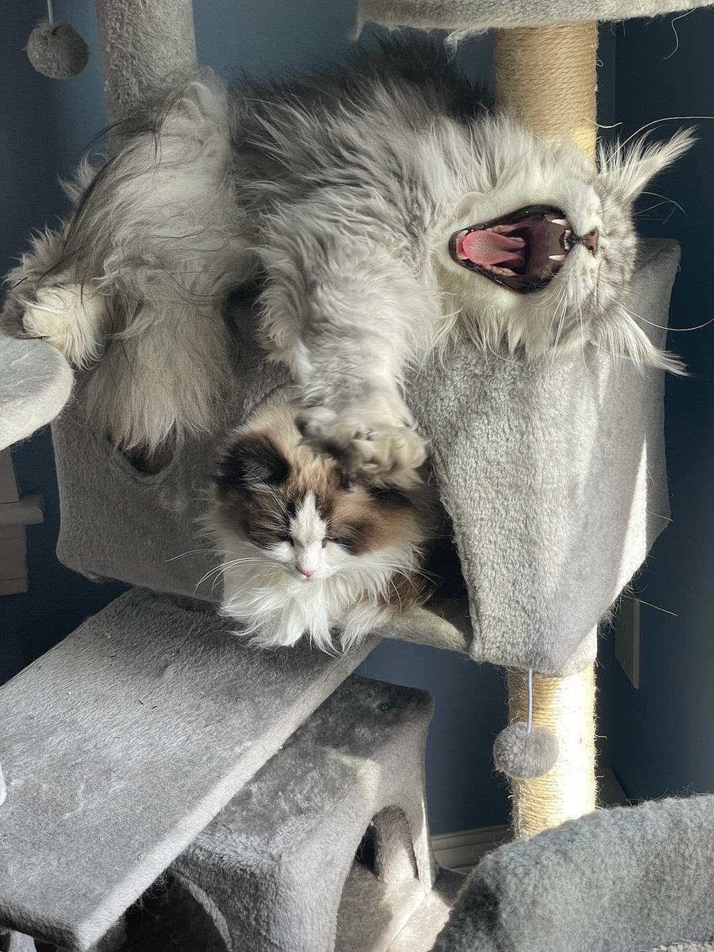 maine coon kittens for sale maryland