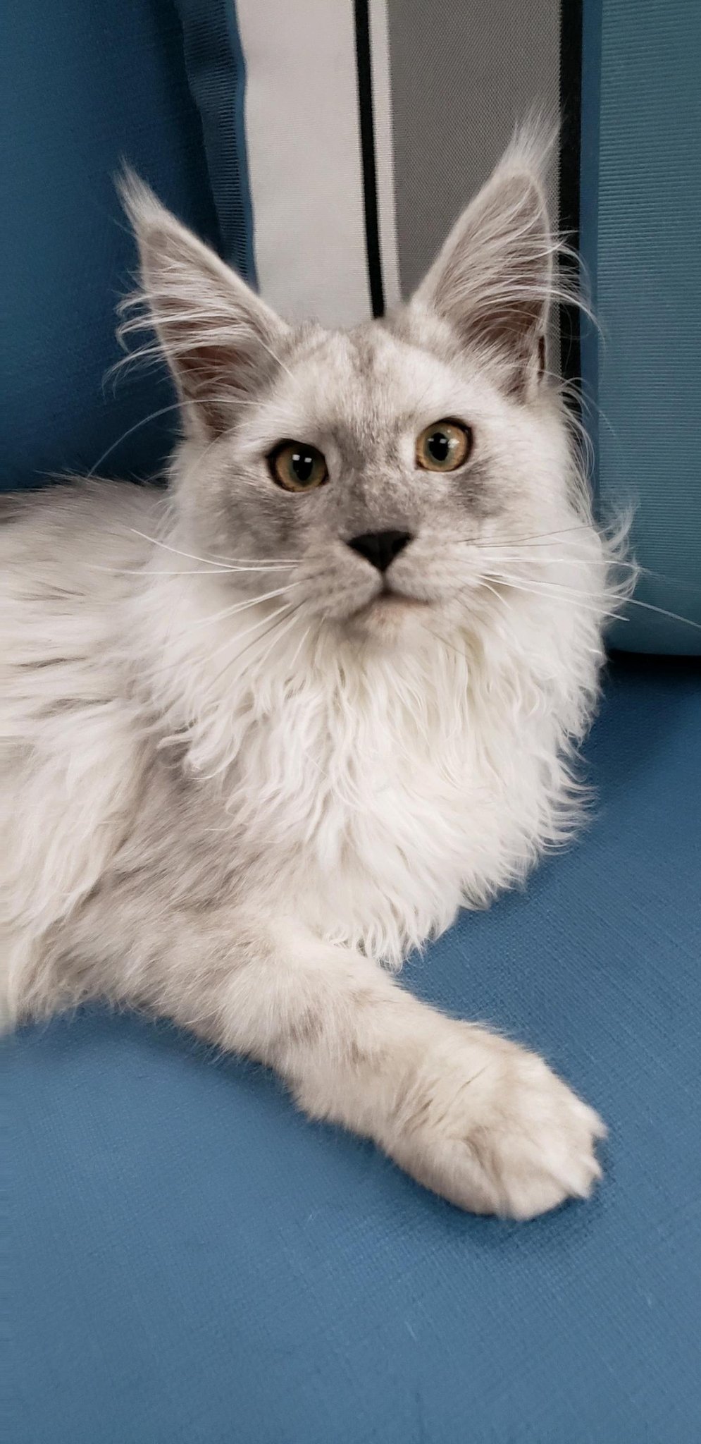 maine coon kittens for sale near me