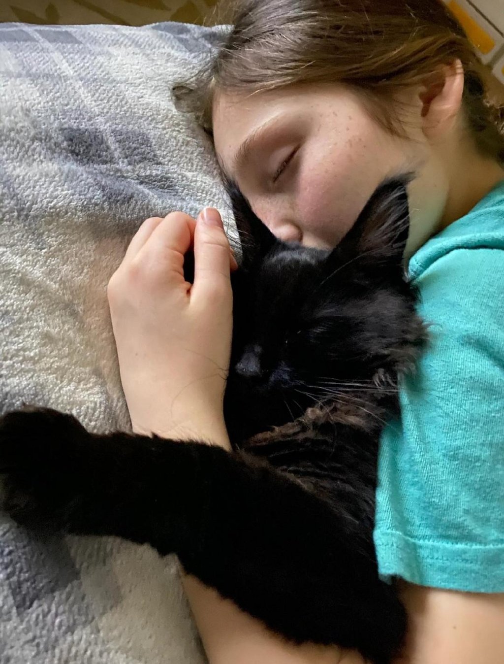 european maine coon kittens for sale