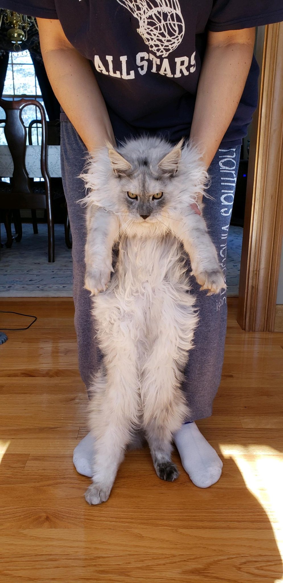 maine coon cats for sale