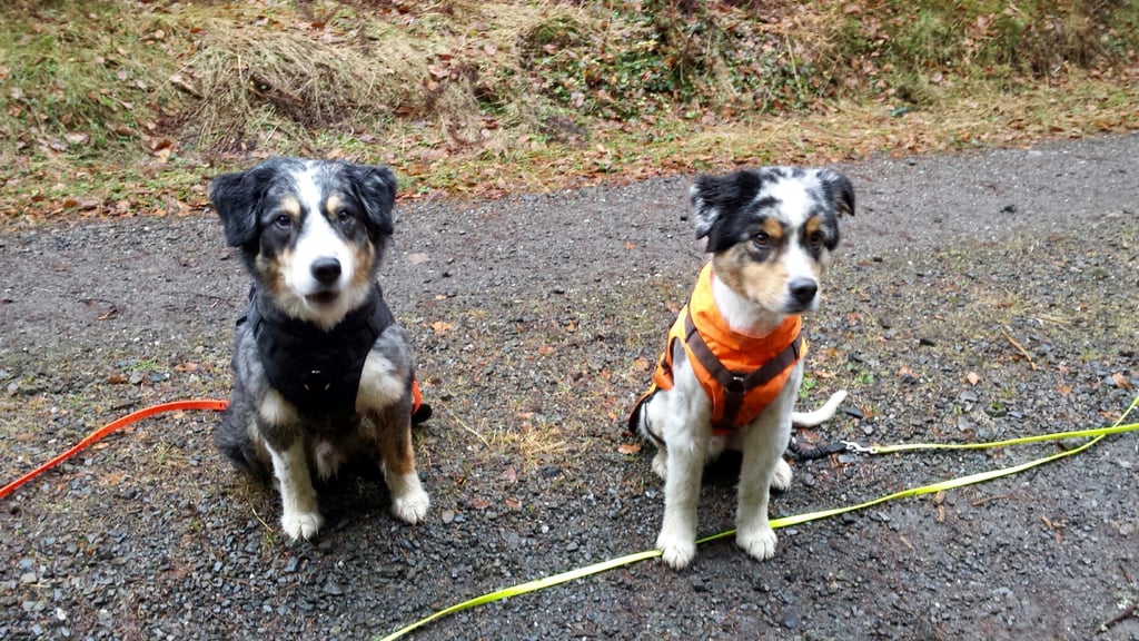 Grosse weite Welt, wir kommen: Baileys und Flynn in Gassimontur