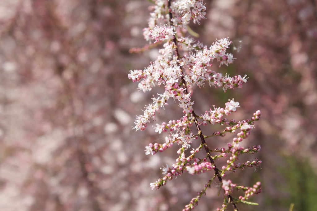 dieartigeBLOG - Special Guest: Tamariske, Blüten im Detail