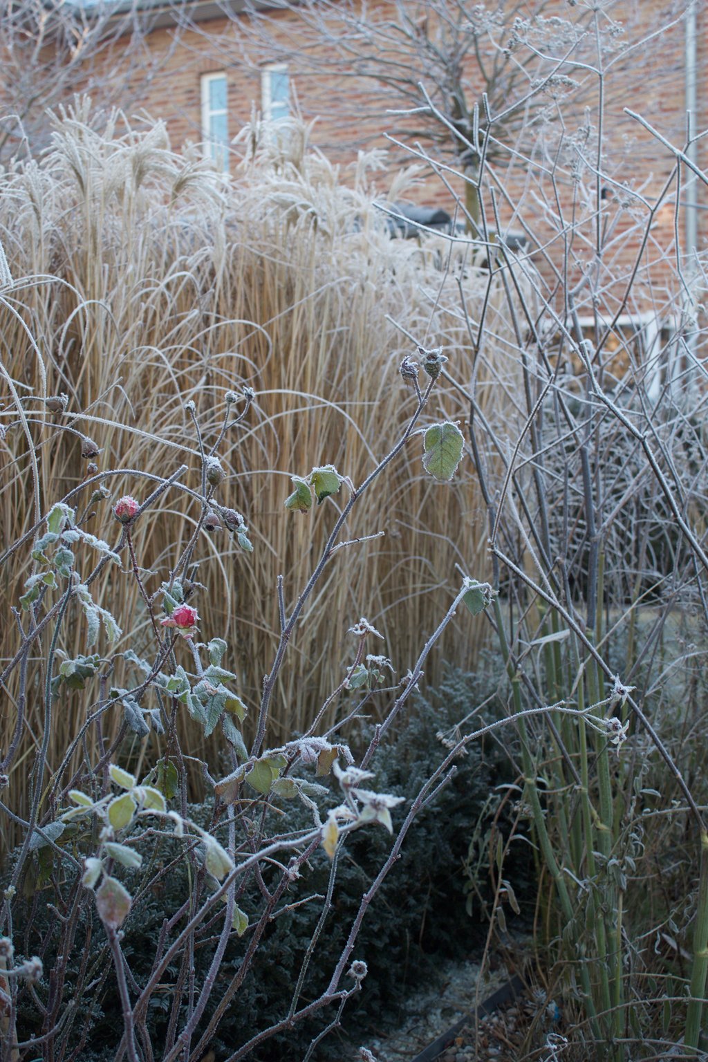 dieartigeBLOG - Wintergarten, Rauhreif + Eiskristalle, Chinaschilf, Rosen + Fenchel