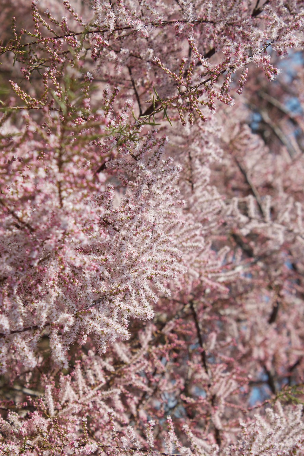 dieartigeBLOG - Special Guest: Tamariske, Teil des Baumes