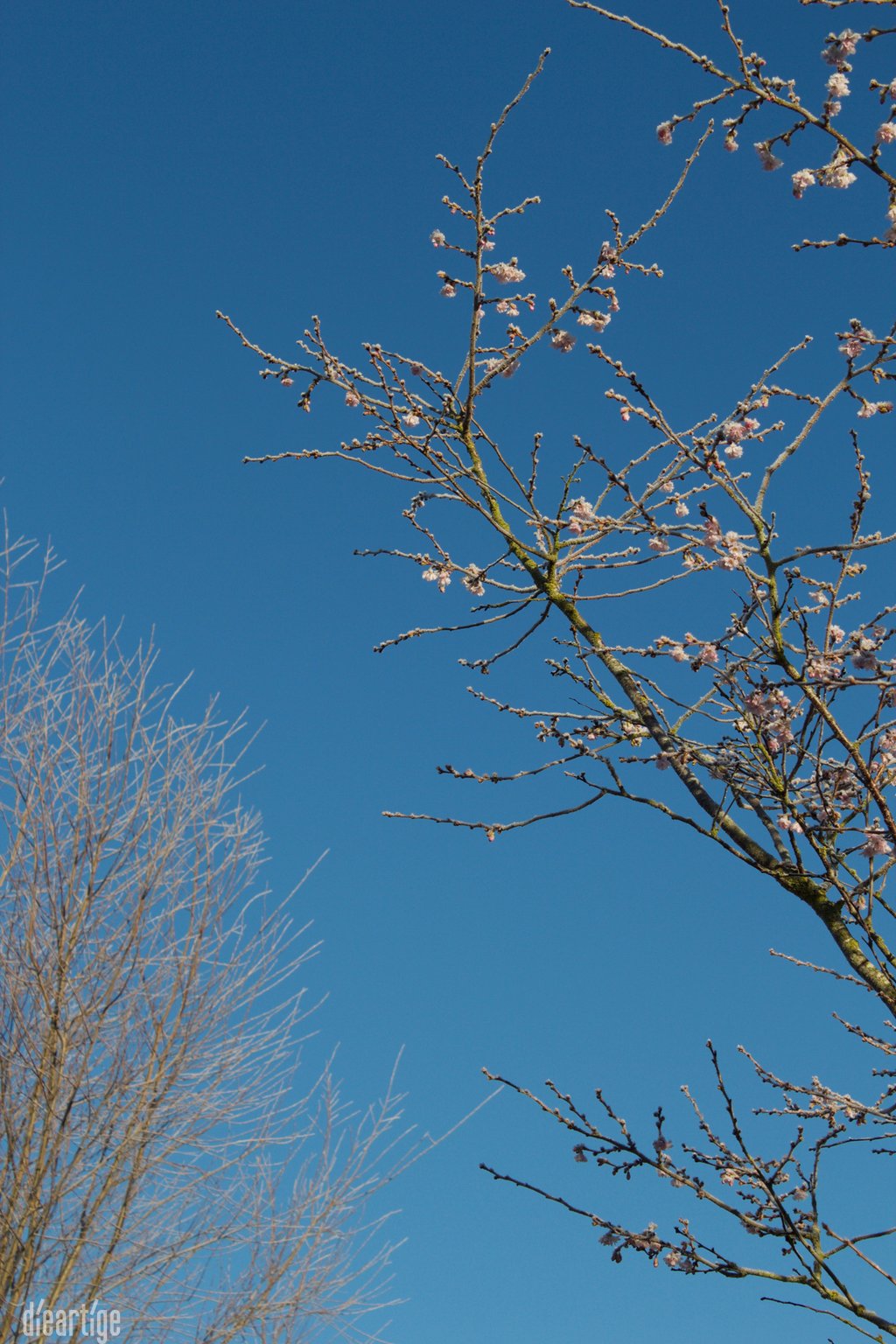 dieartigeBLOG - Wintergarten, Rauhreif + Eiskristalle, Winterkirsche / Schneekirsche