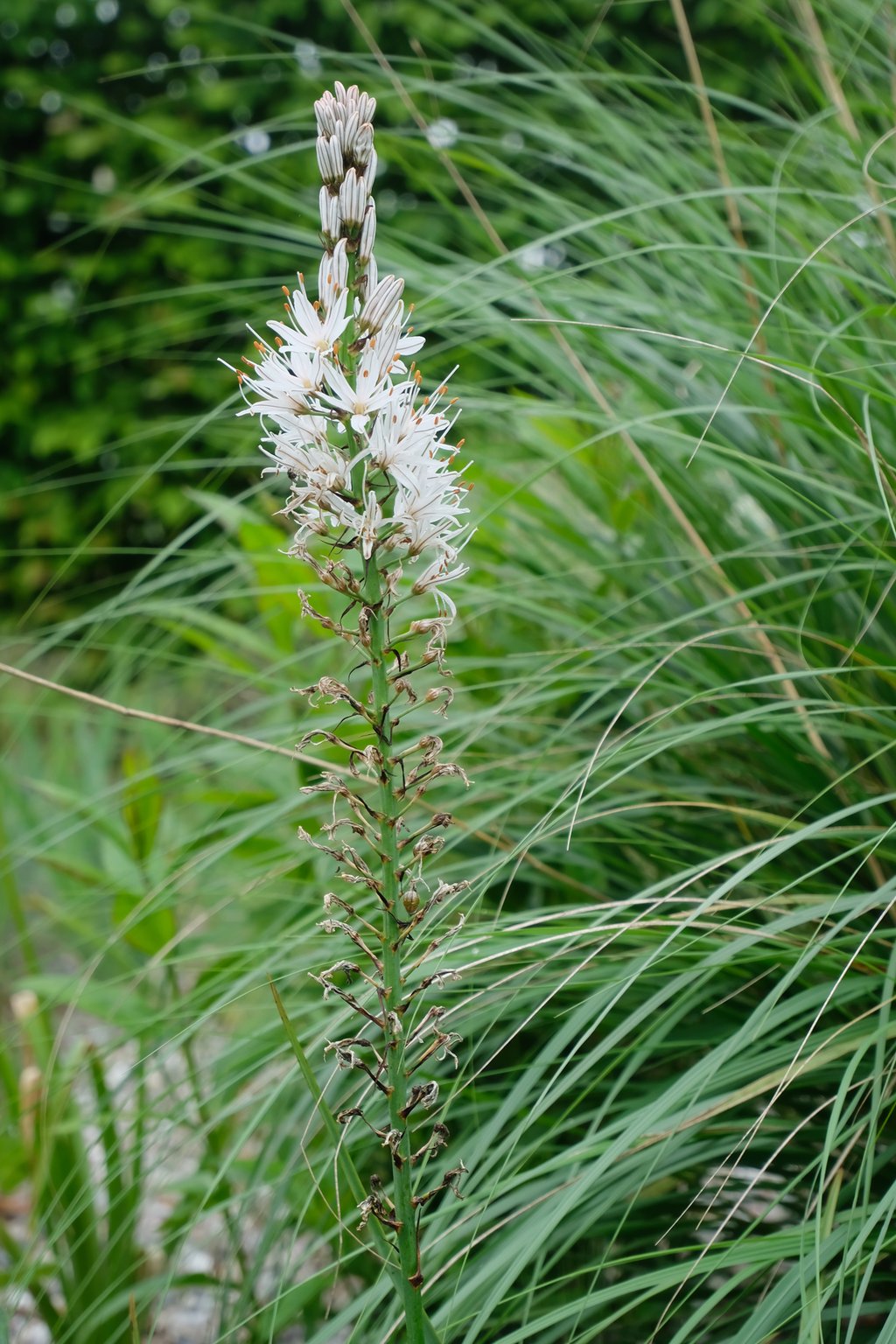 dieartigeGARTEN - Teil des Steppengartens; das Aphodil, daneben Kamelhaargras