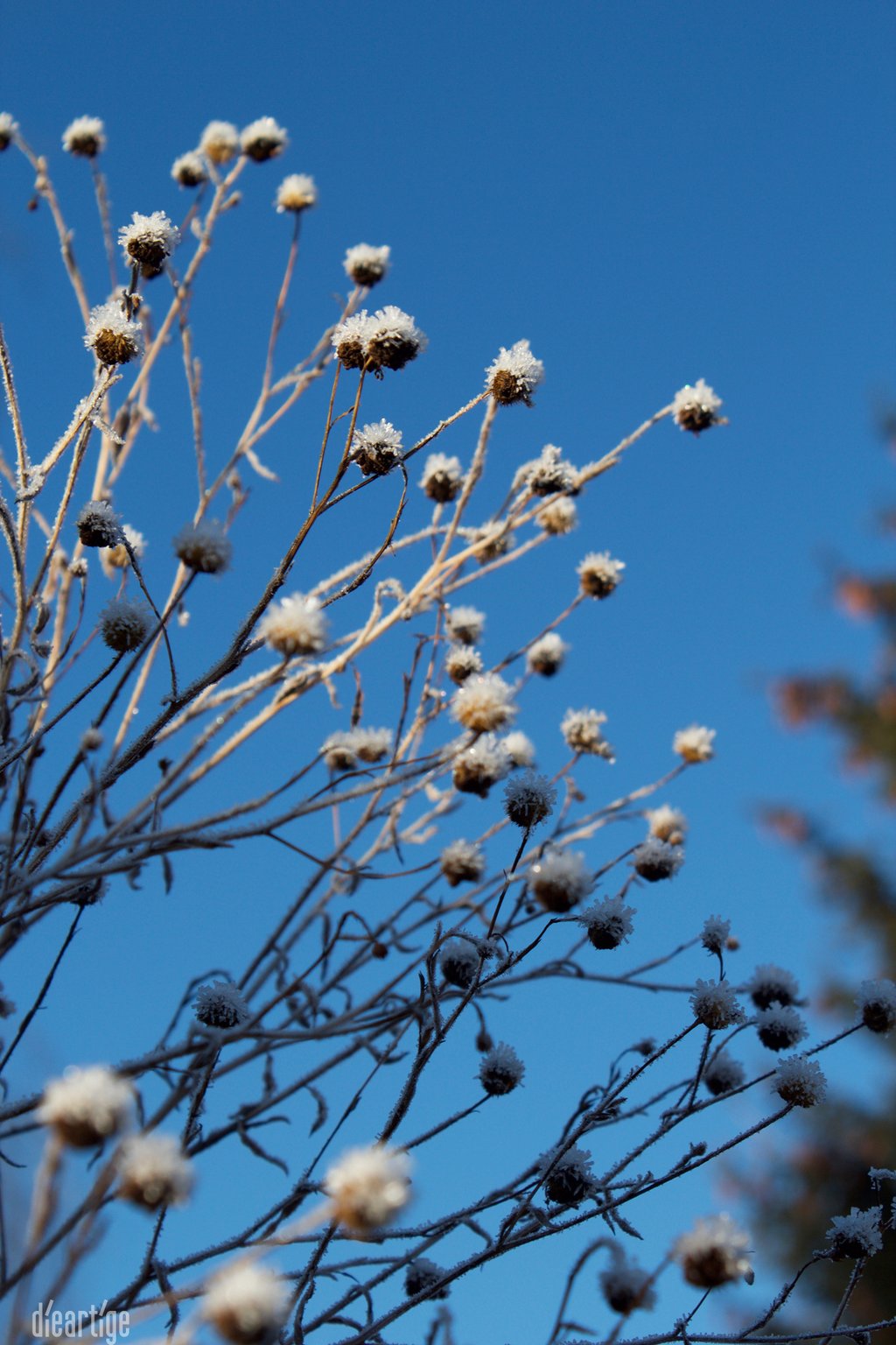 dieartigeBLOG - Wintergarten, Rauhreif + Eiskristalle, Aster