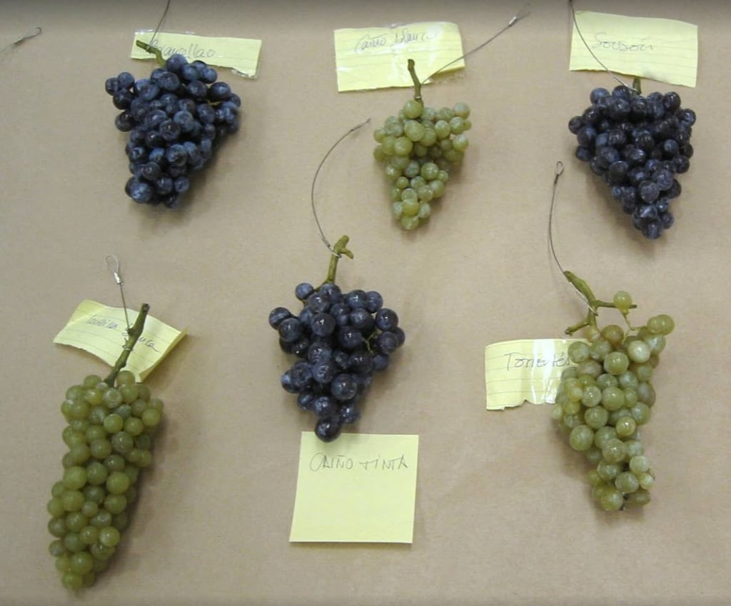 Ficiticios de racimos de uva, variedades gallegas, para exposición